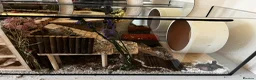 Gerbil rodents for sale: 2 Male Gerbils and Full Tank Set-Up in Walsall - Advert 4