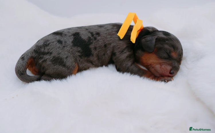 Cavapoo dogs - Advert 13