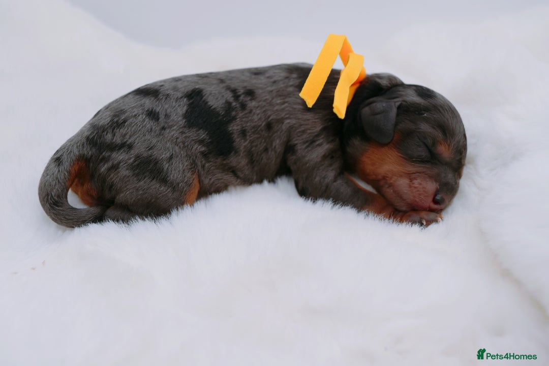 Cavapoo dogs for sale: Extensively health tested very rare F1 Cavapoos - Image 14