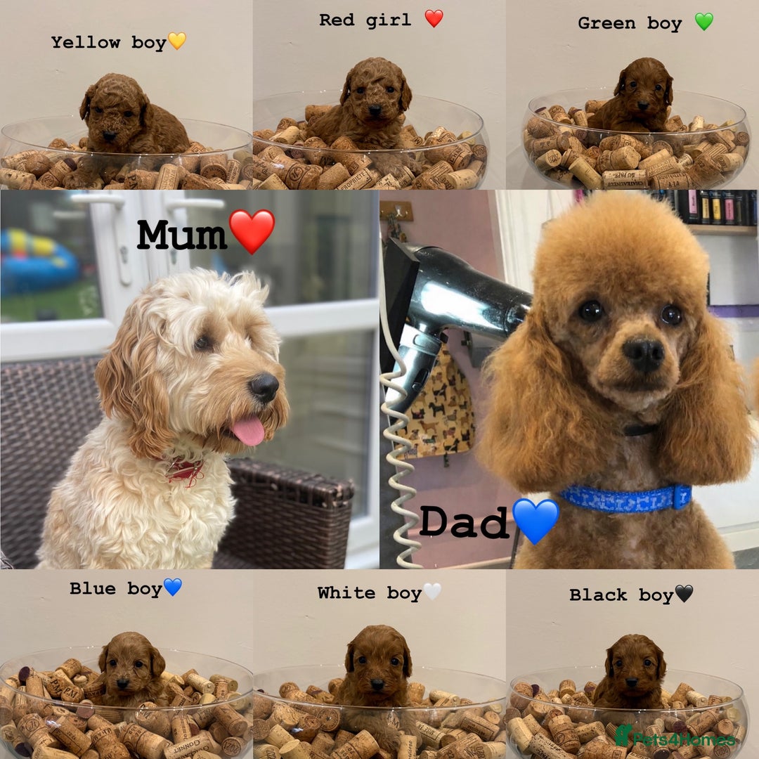 Cockapoo dogs for sale: Beautiful fox red cockapoo puppies - Advert 2