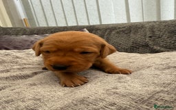 Labrador Retriever dogs for sale: Fox Red Labrador Puppies - Image 14