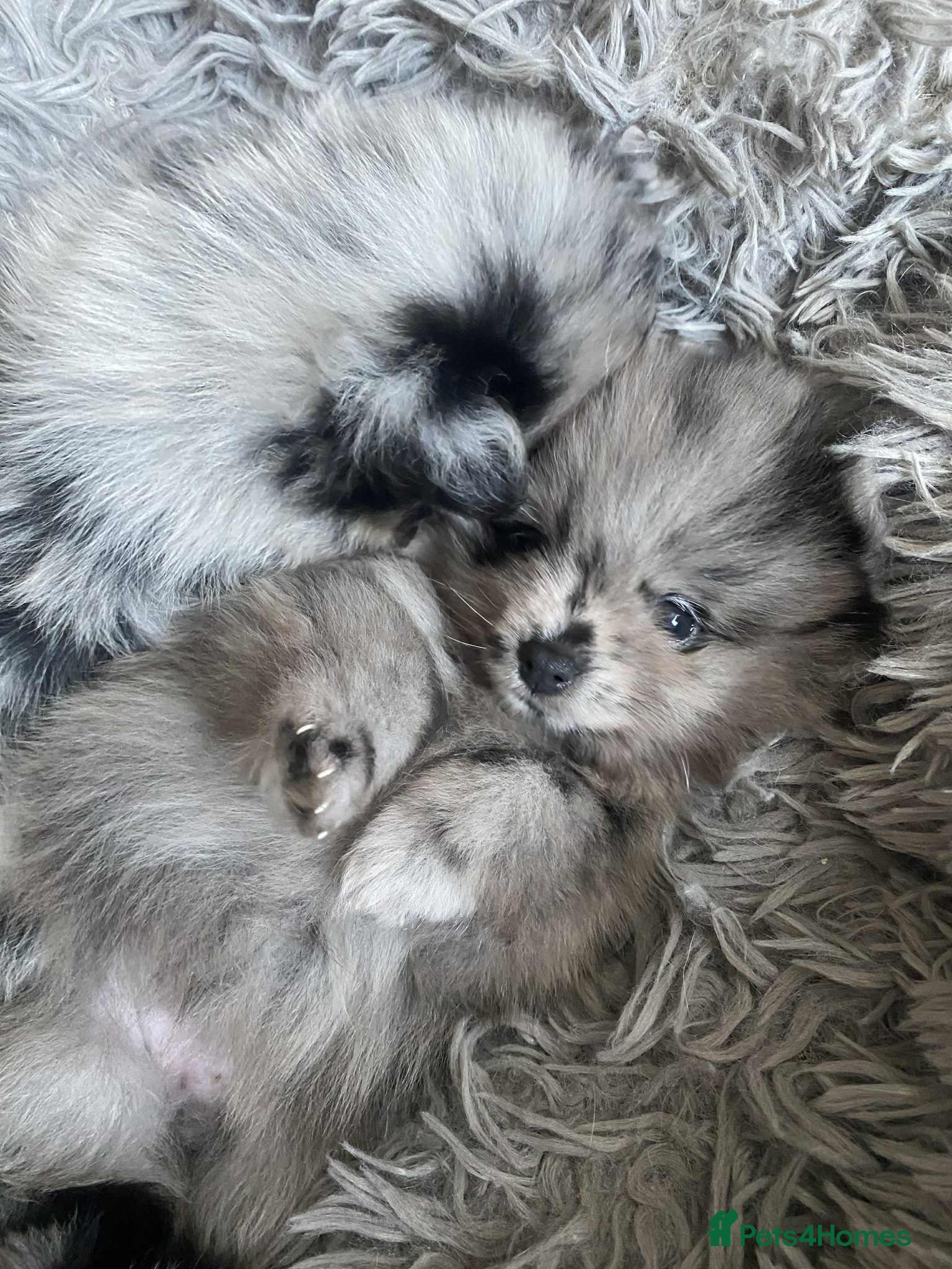 Pomeranian dogs Primroses precious Pom pups - Advert 16