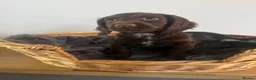 Sprocker dogs for sale: 7 Sprocker Puppies  - Advert 8