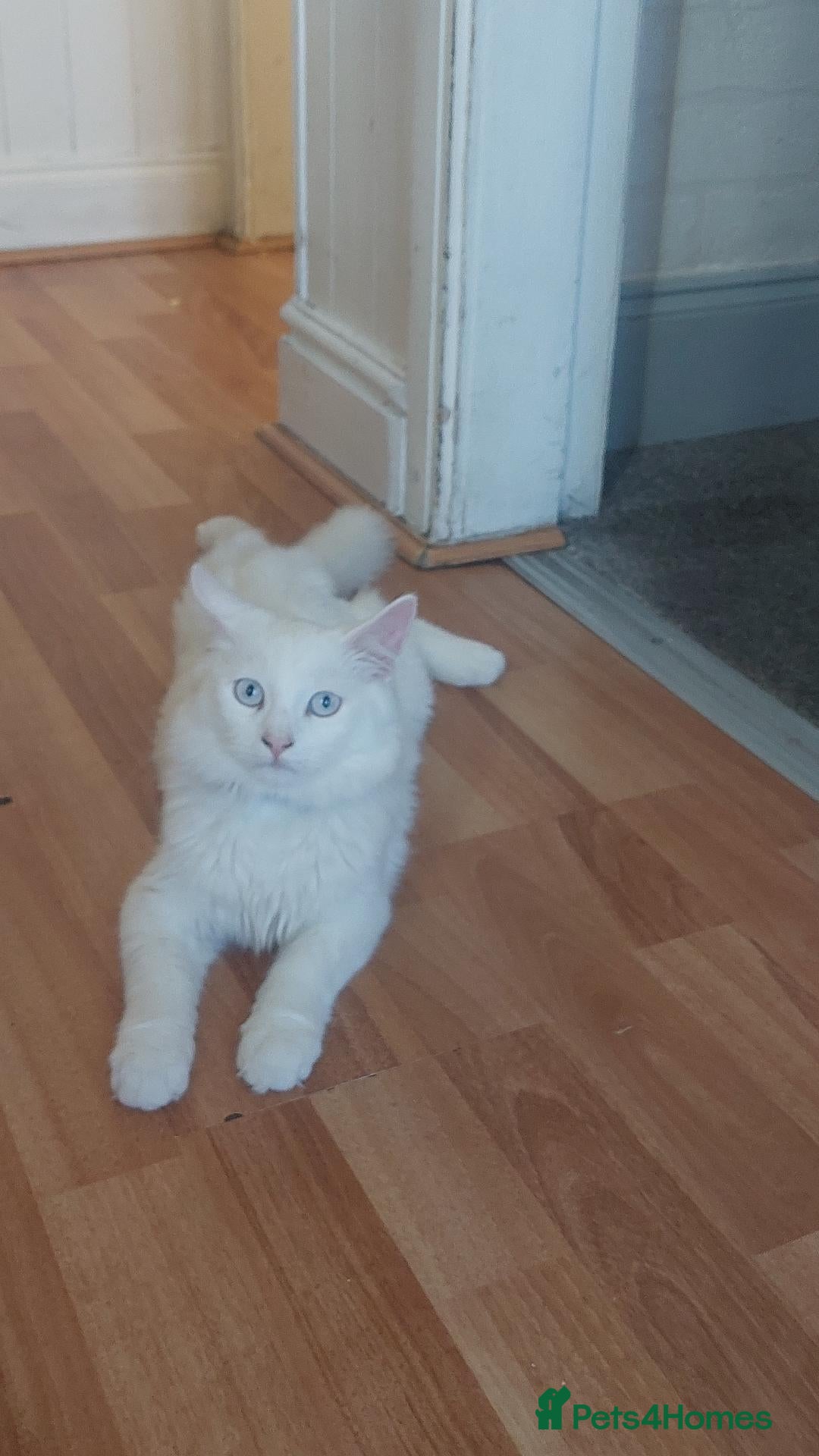Turkish Angora cats Beautiful male for sale - Advert 2