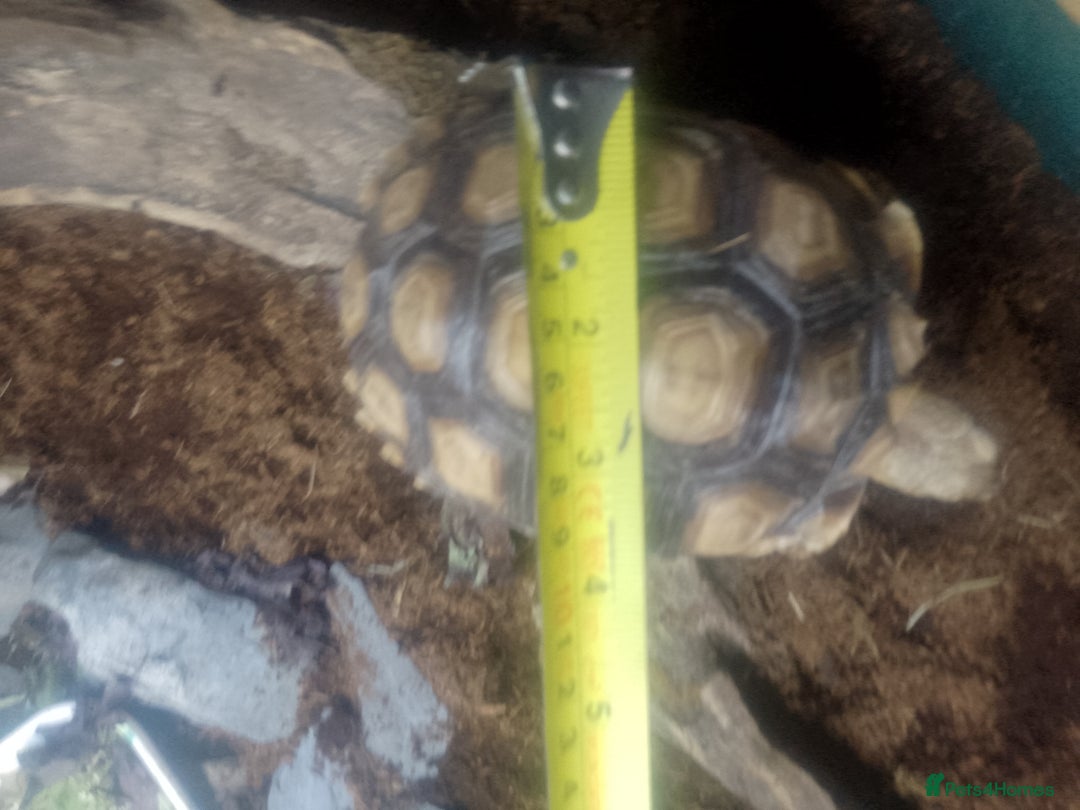 Tortoise reptiles for sale: 14 month old sulcata - Image 2