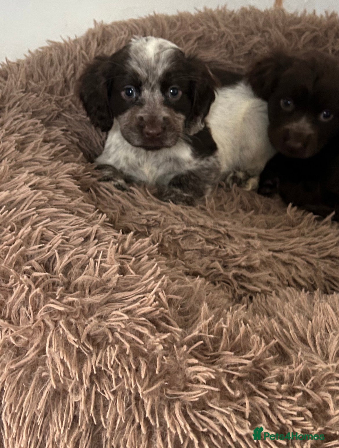 Cocker Spaniel dogs 🎀one chocolate roan girl left 🎀 - Advert 3