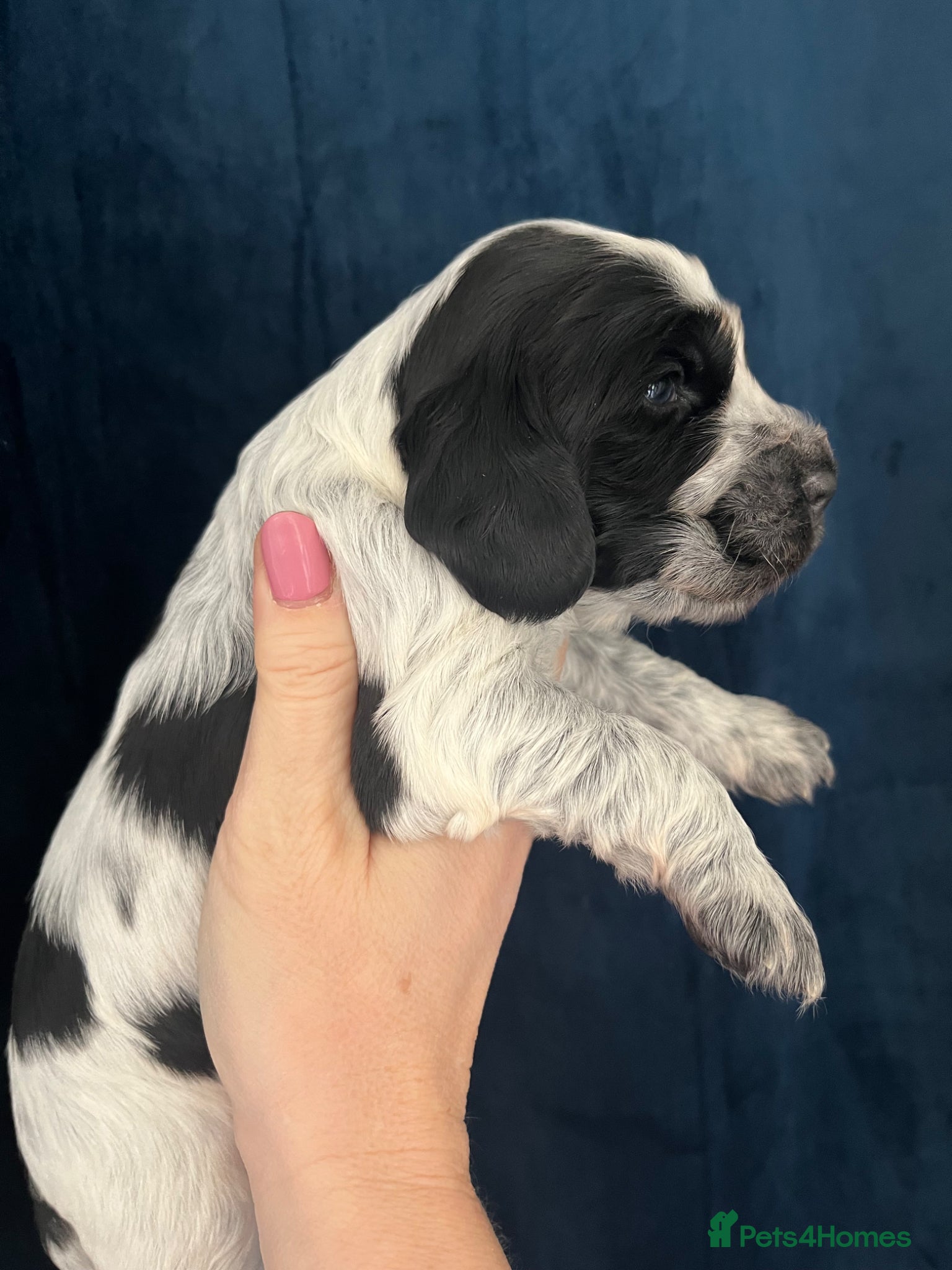 Cocker Spaniel dogs KC Show Type Cocker Spaniels - Advert 2