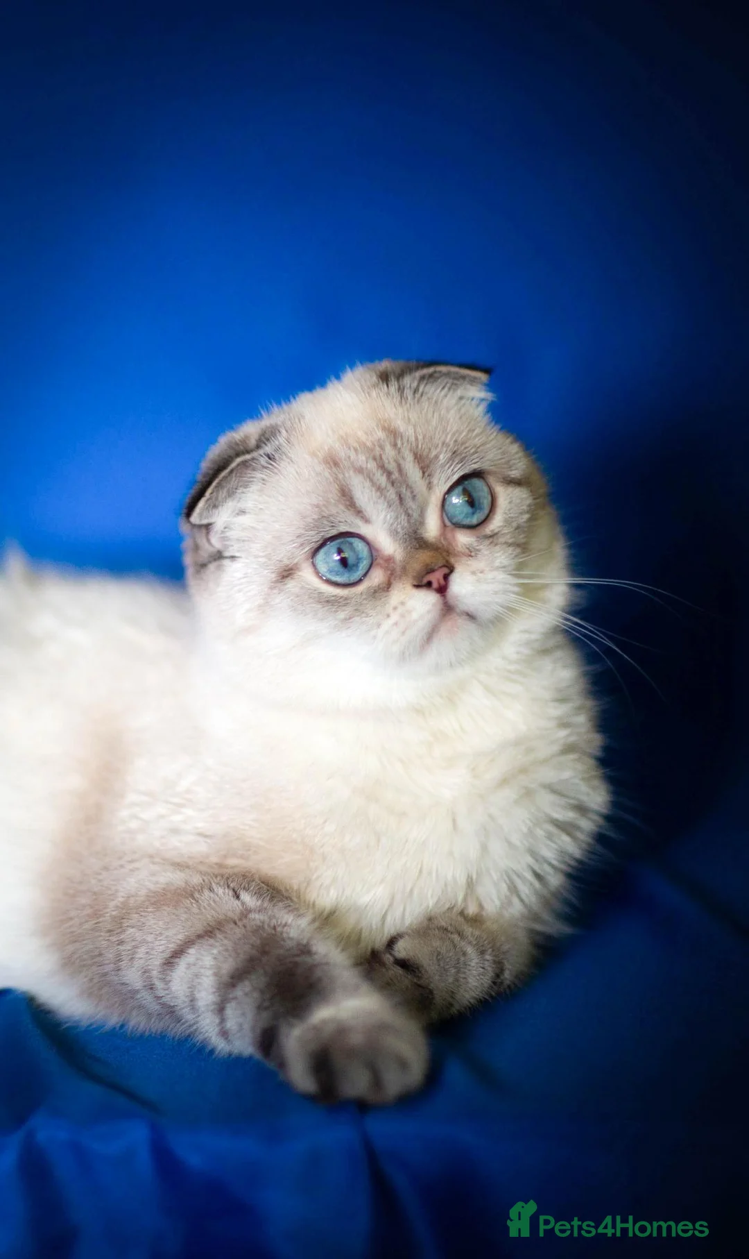 Scottish Fold cats for sale:  Ozzy is looking for his forever home! - Advert 8