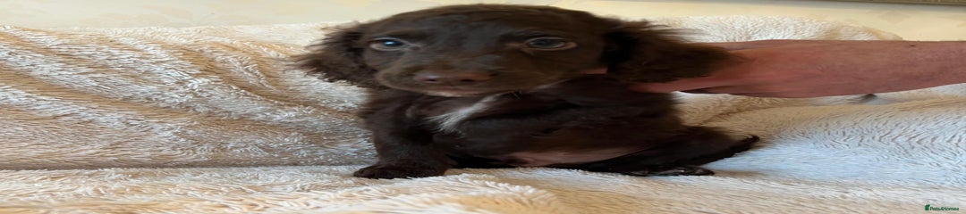 Cockapoo Puppy 6