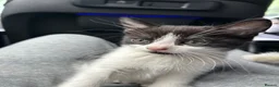Domestic Shorthair cats for sale: 🐾Fluffy black and white kittens🐾 - Advert 32