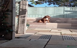 Olde English Bulldogge dogs for stud: olde english bulldogge - Image 3
