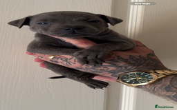 Staffordshire Bull Terrier dogs for sale: Beautiful blue staffy pups excellent pedigree  - Image 14