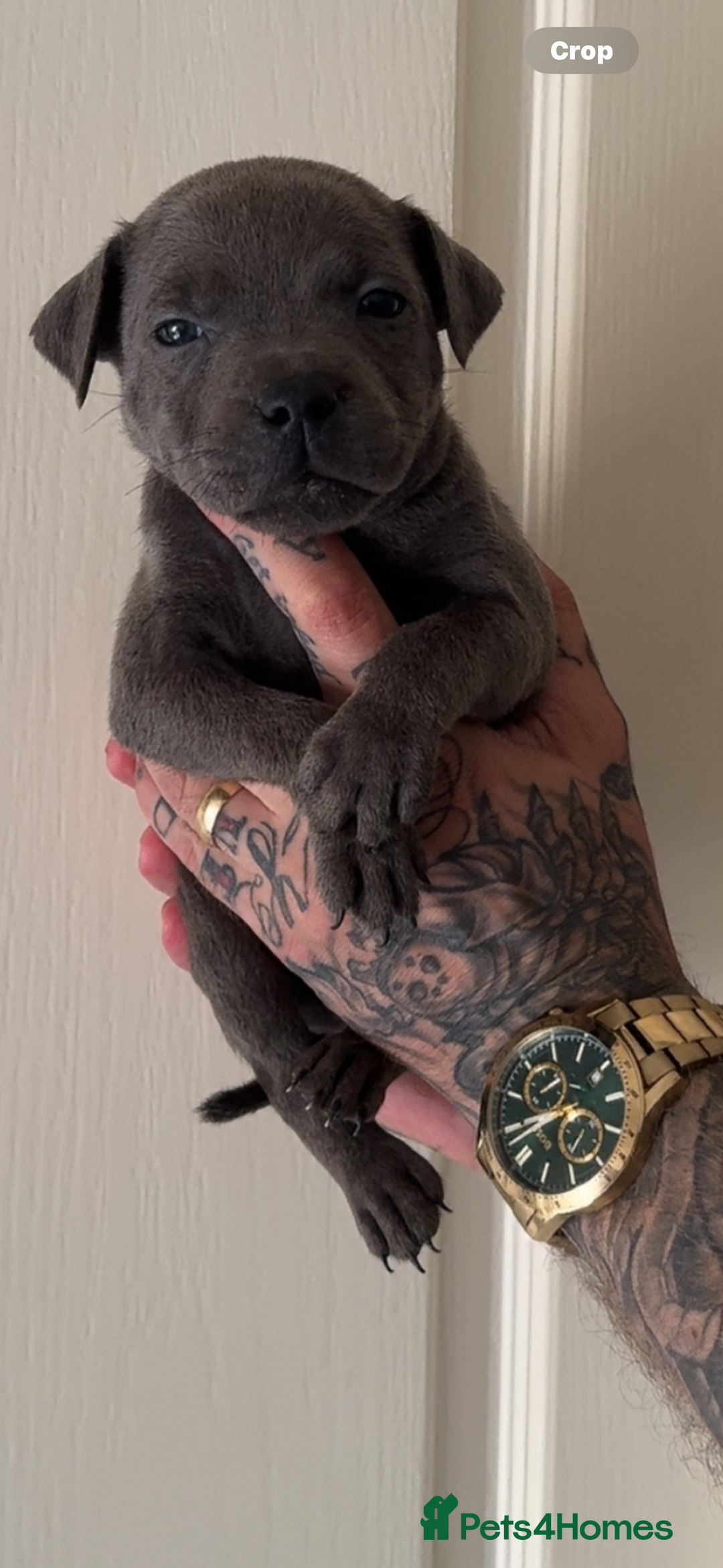 Staffordshire Bull Terrier dogs for sale: Beautiful blue staffy pups excellent pedigree  - Image 14