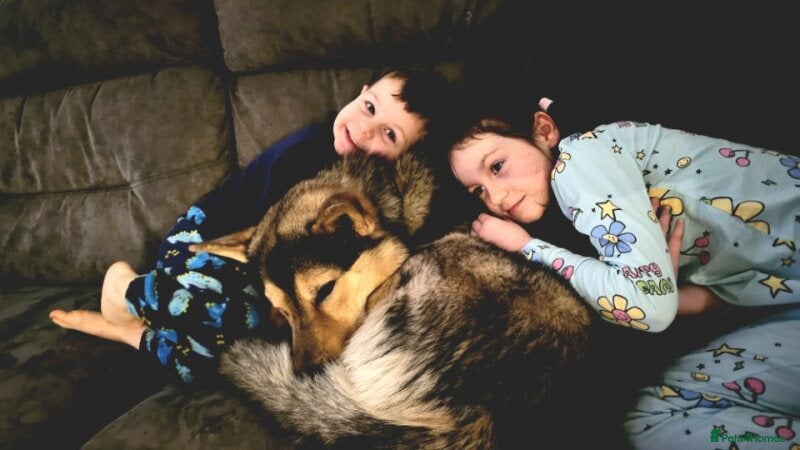 Mixed Breed dogs Jax – 3 Year Old Alaskan Malamute - Advert 7