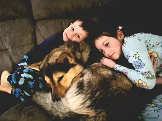 Mixed Breed dogs Jax – 3 Year Old Alaskan Malamute - Advert 7