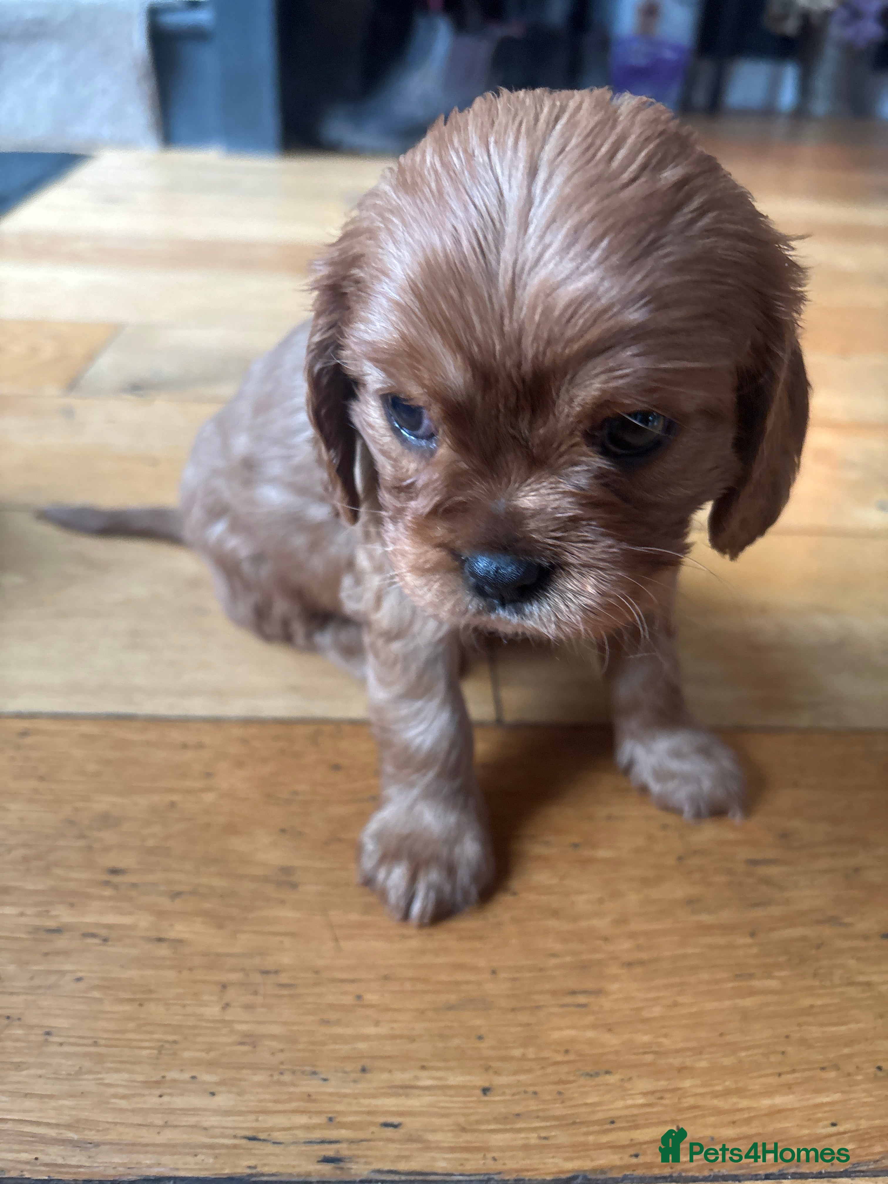 Cavalier King Charles Spaniel dogs KCR Cavalier King Charles Spaniel Puppies - Advert 6