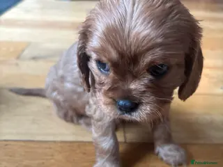 Cavalier King Charles Spaniel dogs KCR Cavalier King Charles Spaniel Puppies - Advert 6