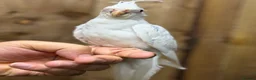 Mixed Breed birds for sale: Baby cocktails  - Advert 5