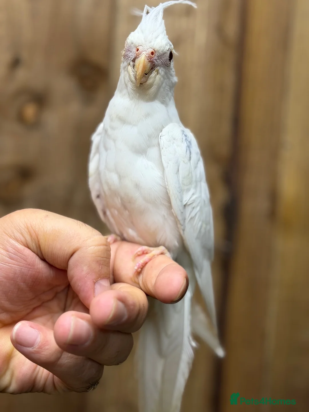 Mixed Breed birds for sale: Baby cocktails  - Advert 5