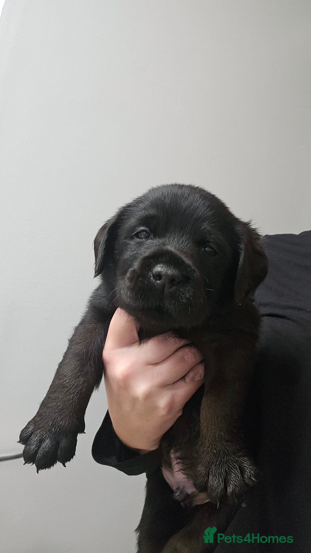 Labrador Retriever dogs for sale: Beautiful KC Show Line Labrador Puppys  - Advert 27