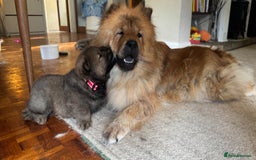 Chow Chow dogs for sale: Puppies looking for new home - Image 20