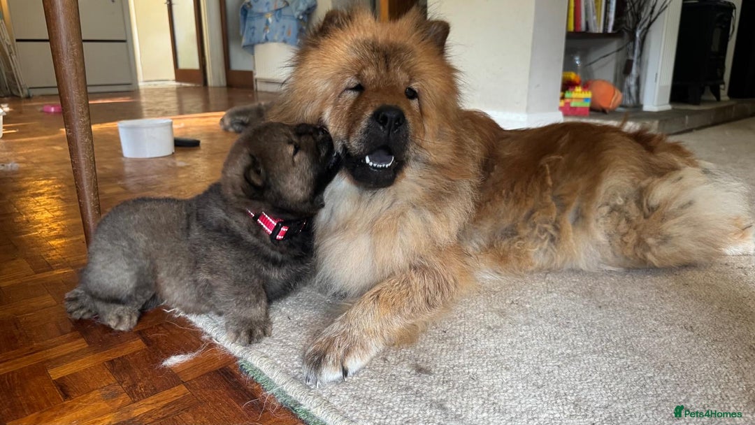 Chow Chow dogs for sale: Puppies looking for new home - Image 20