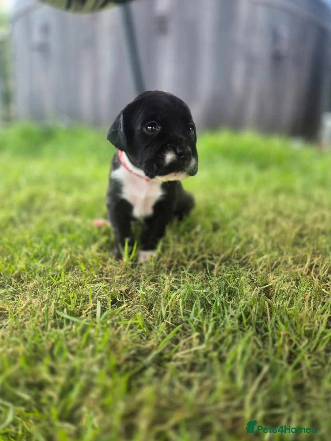 Mixed Breed dogs for sale: Gorgeous springer cross cane corso puppies - Advert 1