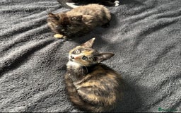 Mixed Breed cats for sale: 2 female kittens - Image 1