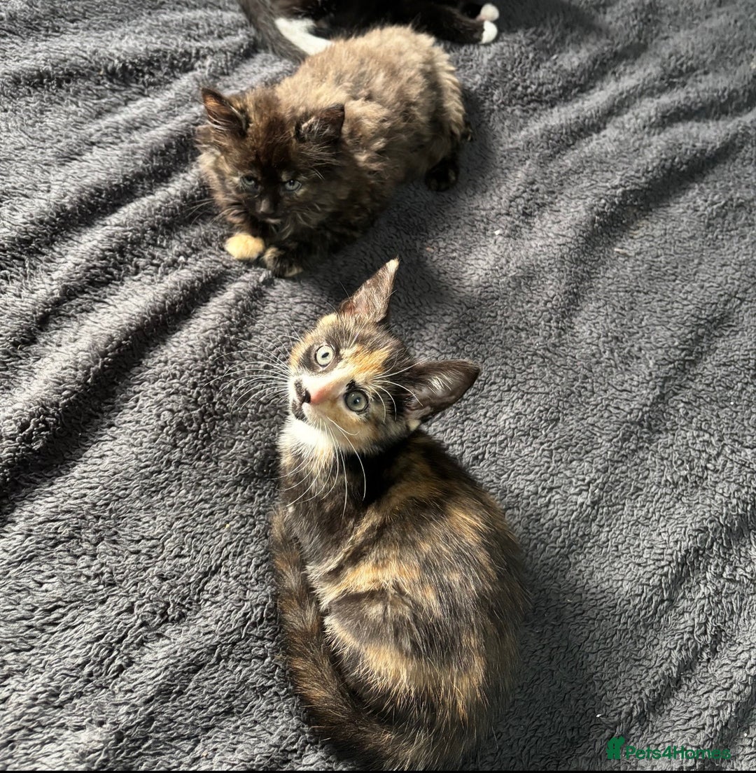Mixed Breed cats for sale: 2 female kittens - Image 1