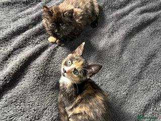 Mixed Breed cats - Advert 1