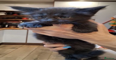 Maine Coon cats - Advert 9