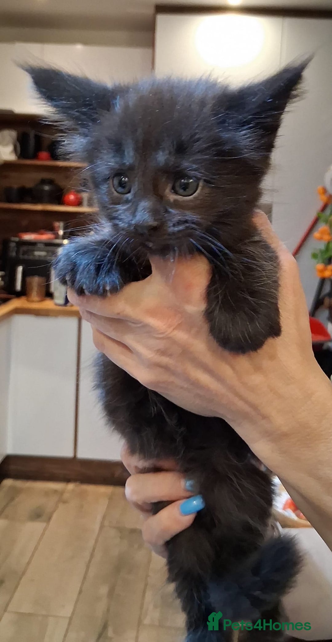 Maine Coon cats for sale: Maine Coon pedigre XL - Image 4