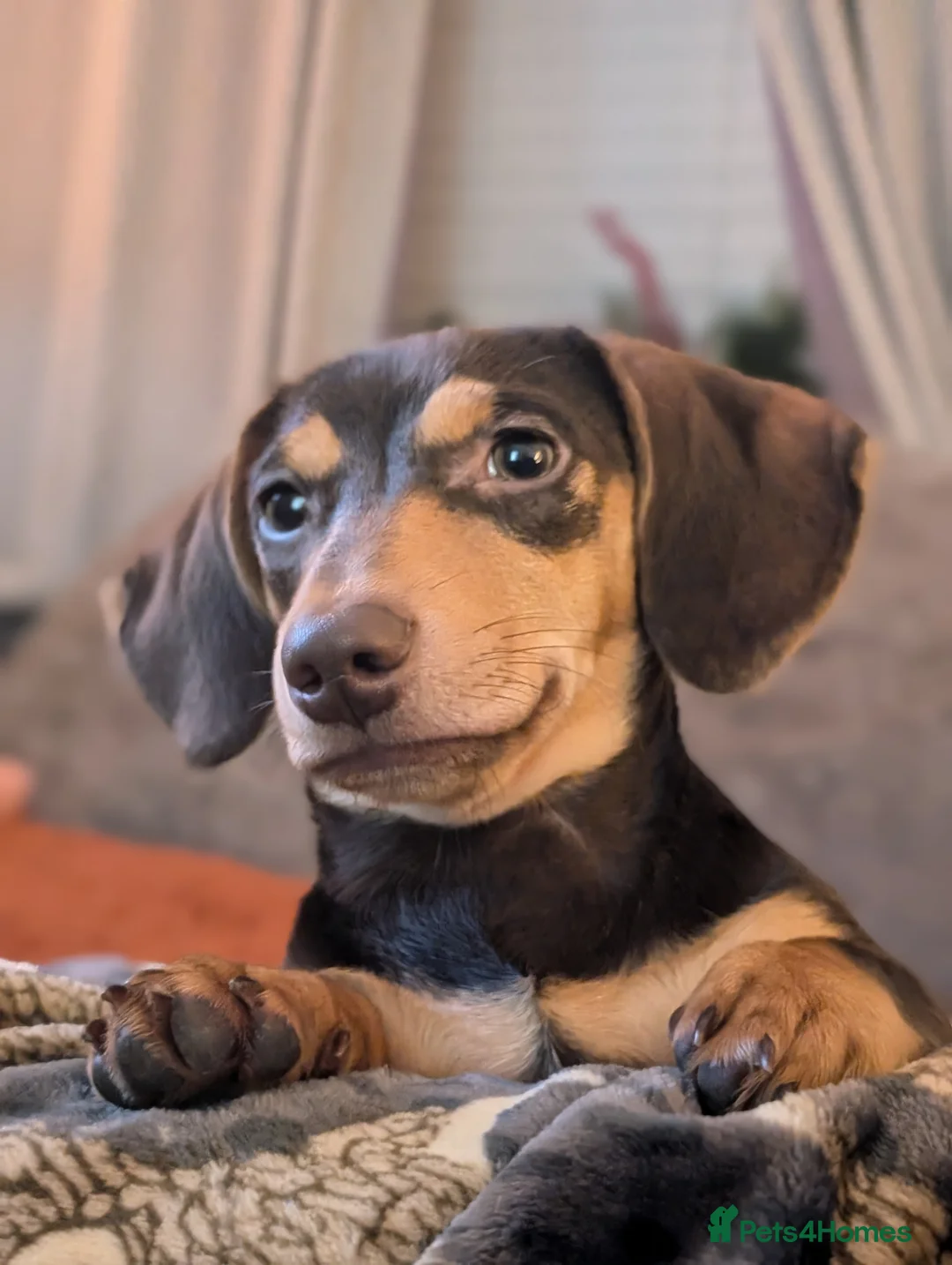 Miniature Dachshund dogs for stud: Miniature dachshund stud in Carlisle - Advert 3