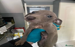 Italian Greyhound dogs for sale: X4 blue Italian greyhound dogs for sale  - Image 5