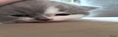 British Shorthair Kitten 1