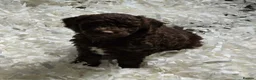 Australian Labradoodle dogs for sale: Gorgeous miniature labradoodle babies - Advert 13