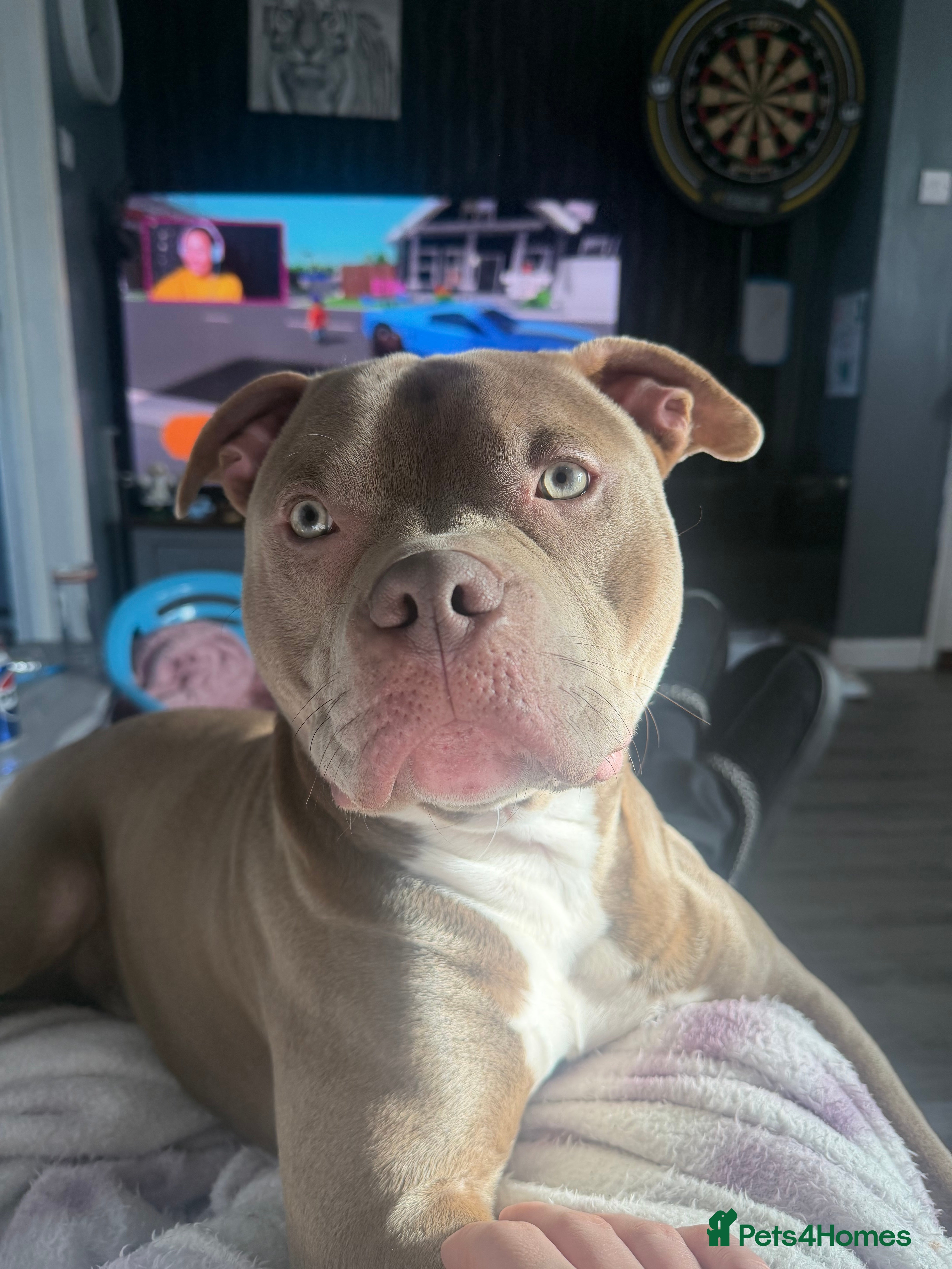 Staffordshire Bull Terrier dogs Staffy/Pocket bully Thor in Deeside - Advert 1