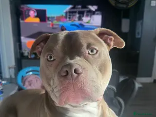 Staffordshire Bull Terrier dogs Staffy/Pocket bully Thor in Deeside - Advert 10