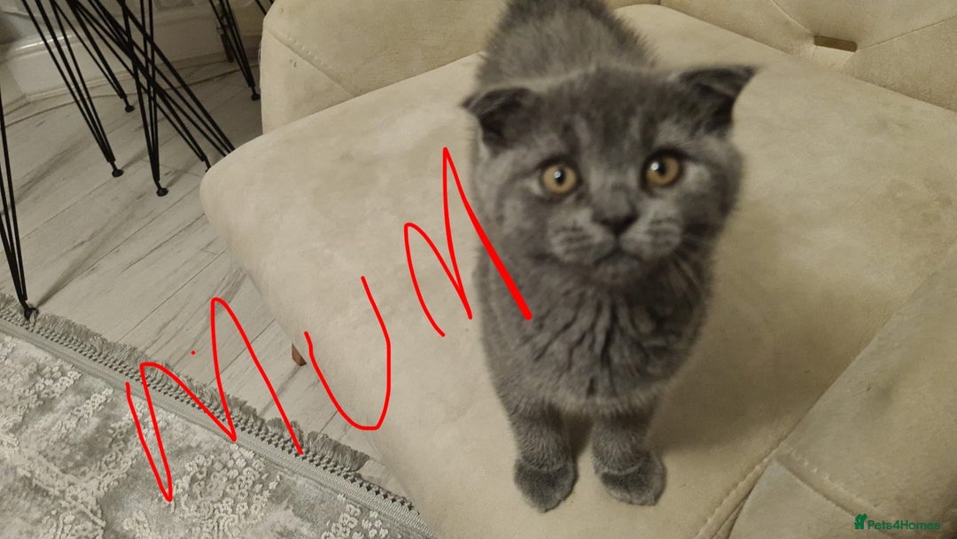 Scottish Fold cats for sale: No name - Image 4