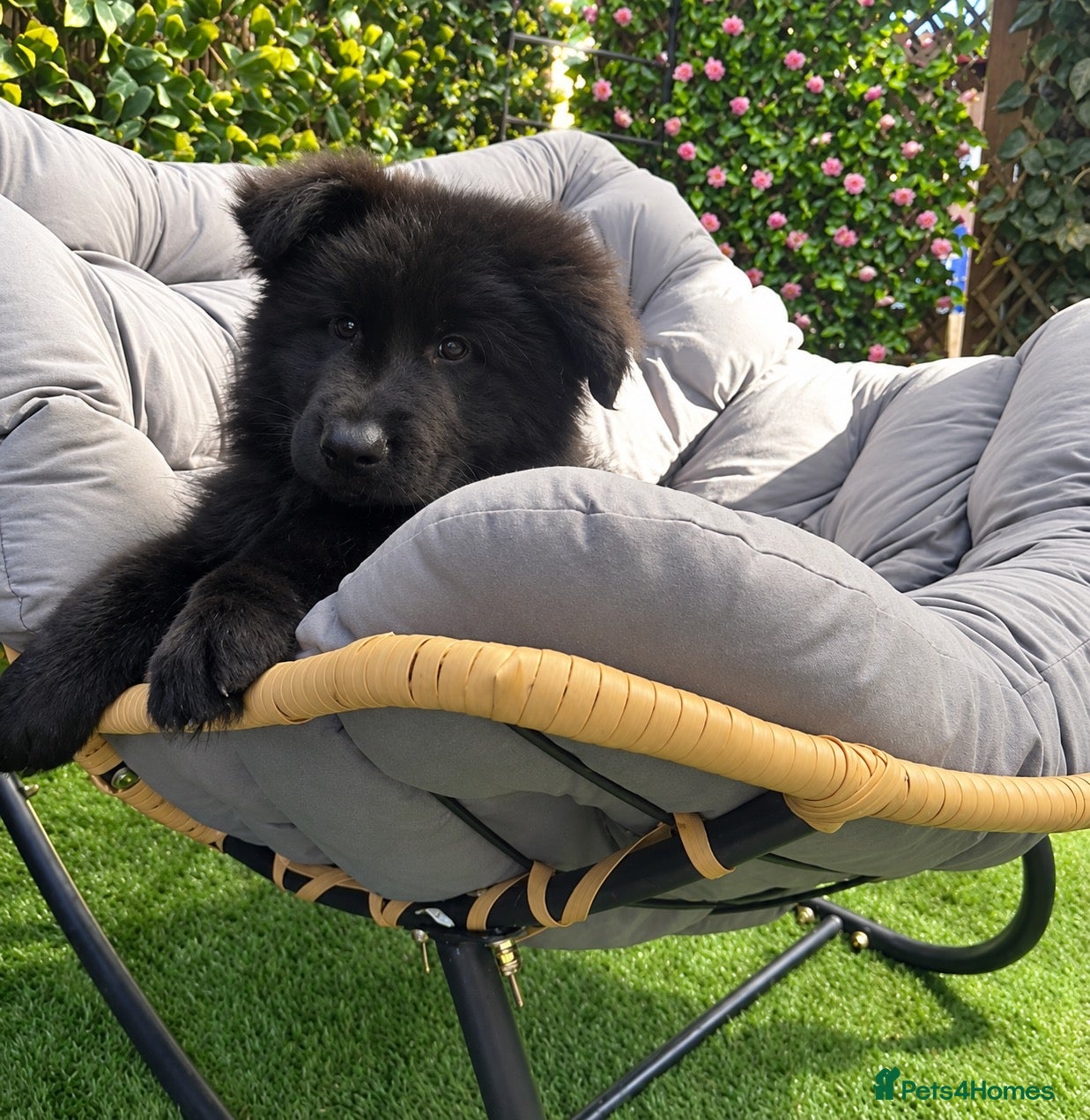 German Shepherd dogs  beautiful longcoat solid black girl available  - Advert 1