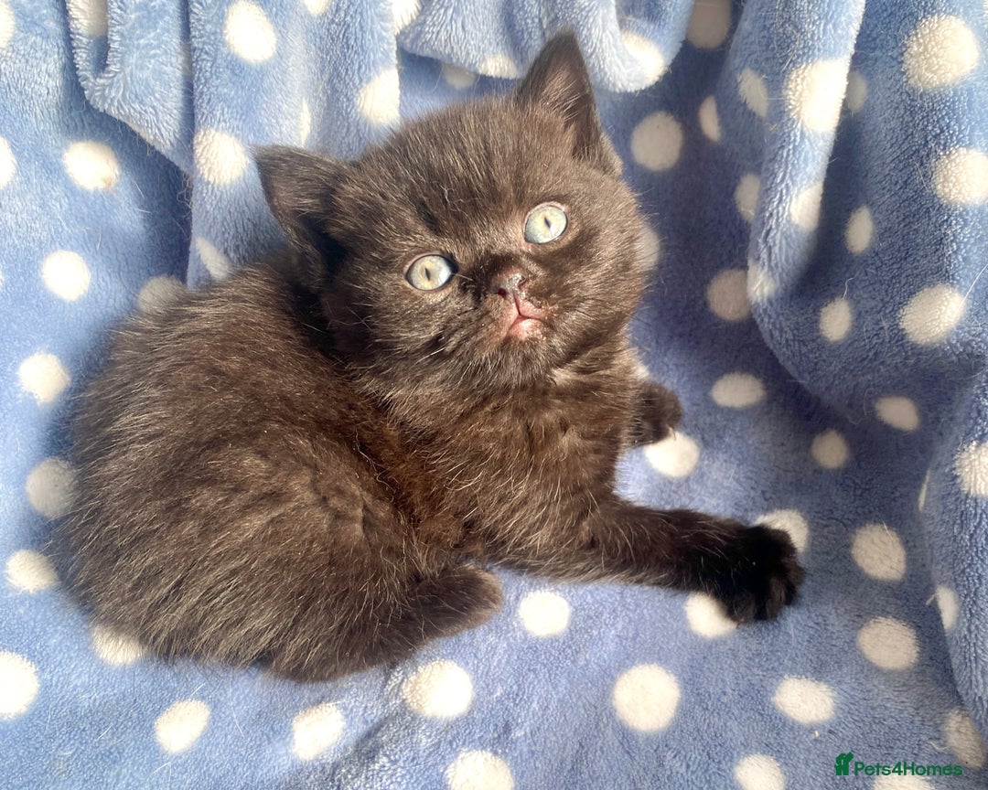 British Shorthair cats for sale: Black British Shorthair Male - Image 3