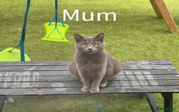 Ragdoll cats for sale: Kittens - Image 4