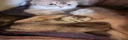 Scottish Fold cats for sale: 💎 Stunning TICA Reg. Scottish Fold Kittens 🐾 - Advert 19