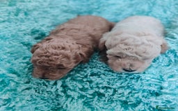 Cavapoo dogs for sale: Exquisite Cavapoo Boy and Girl, Red and Apricot,   - Image 11