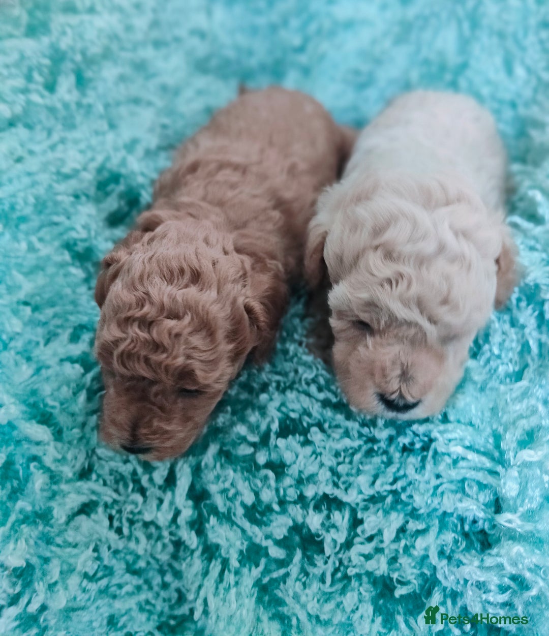 Cavapoo dogs for sale: Exquisite Cavapoo Boy and Girl, Red and Apricot,   - Image 11