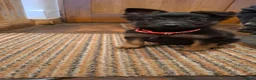Mixed Breed dogs for sale: Belguim Malinois Puppies  - Advert 12