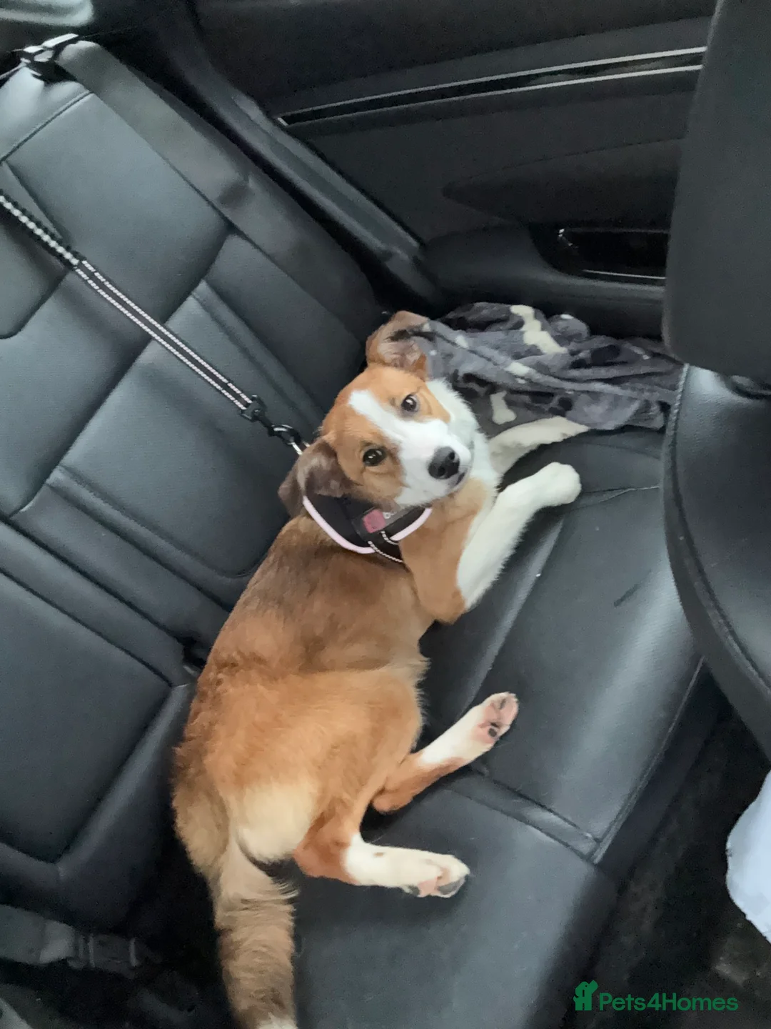 Border Collie dogs for sale: Angel - Advert 2