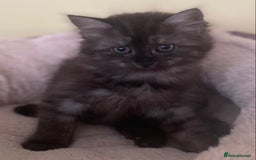 Mixed Breed cats for sale: Beautiful kittens available  - Image 4