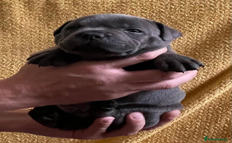 Staffordshire Bull Terrier dogs - Advert 2