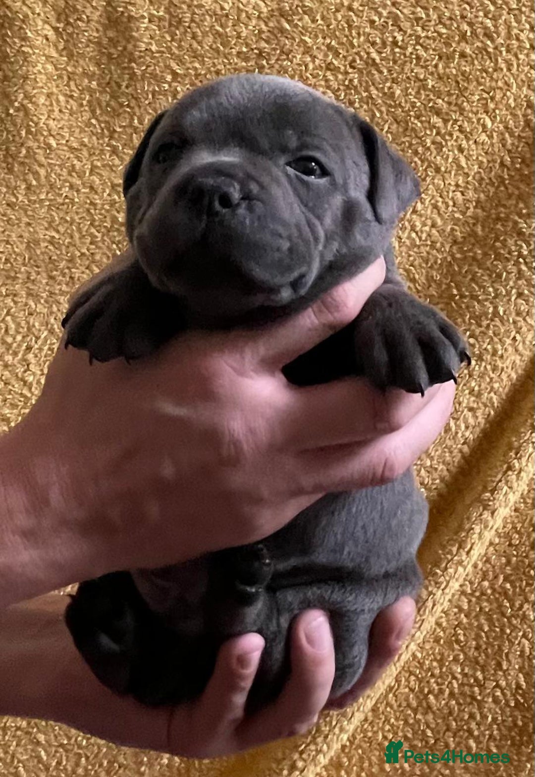Staffordshire Bull Terrier dogs for sale: Beautiful Blue Champion Staffy Pups - Image 1